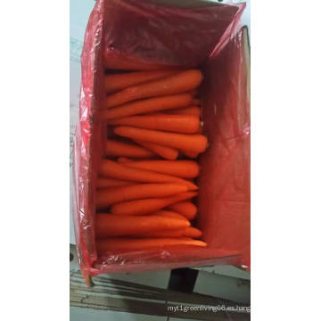 Delicadeza Chinese Fresh Carrot en venta